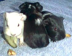 Mouses's babies aged 1 week