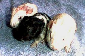 Mousse's babies