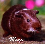 This is Mouse...