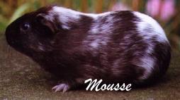 ... and this is Mousse.
