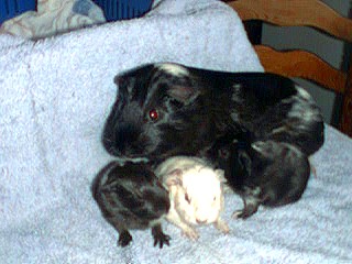 Mouse with her new babies