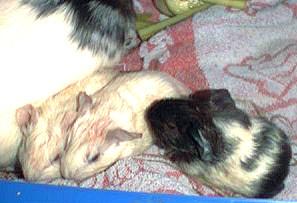 Mousse with HER new babies