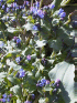 Rare Oyster Plant