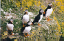 Puffins at Eshaness