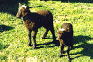 Shetland lambs