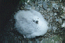 Fulmar chick