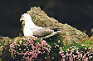 Fulmar