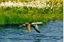 Red Throated Diver in flight