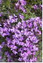 Wild Thyme