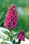 Wild Orchids