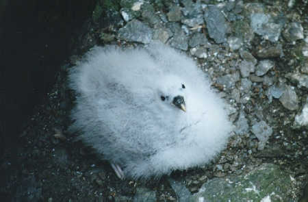 Baby Fulmar in its nest