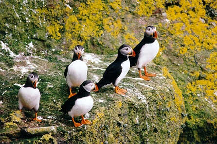 Puffins at Eshaness