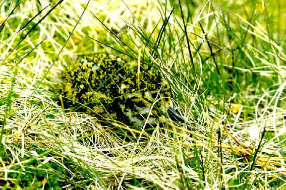 Lapwing chick