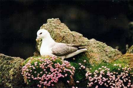 Fulmar on nest