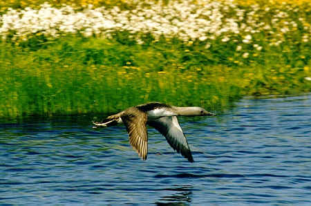 Red Throated Diver in flight