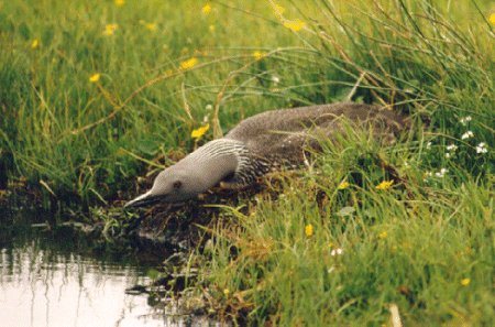 Red Throated Diver on her nest