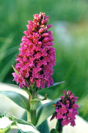 Shetlands Wild Orchids