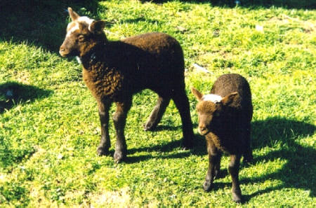 Shetland Lambs