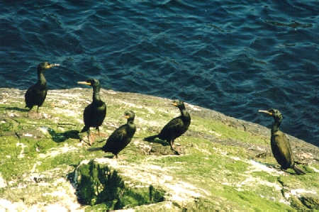 Shags sitting on a rock