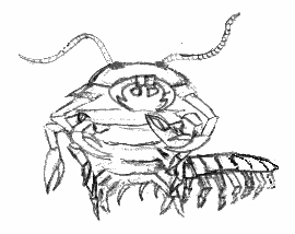 a giant centipede