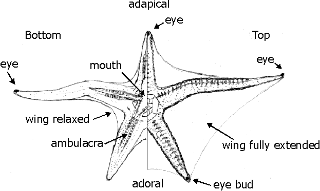 Echinoderms Starfish