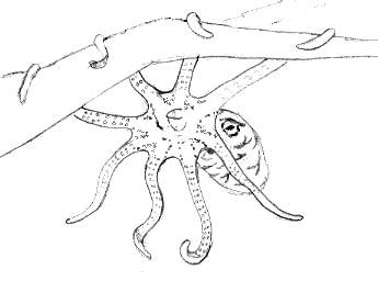 an arboreal octopus