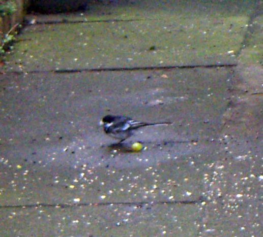 feb07wagtail.jpg