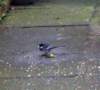 feb07wagtail_small.jpg