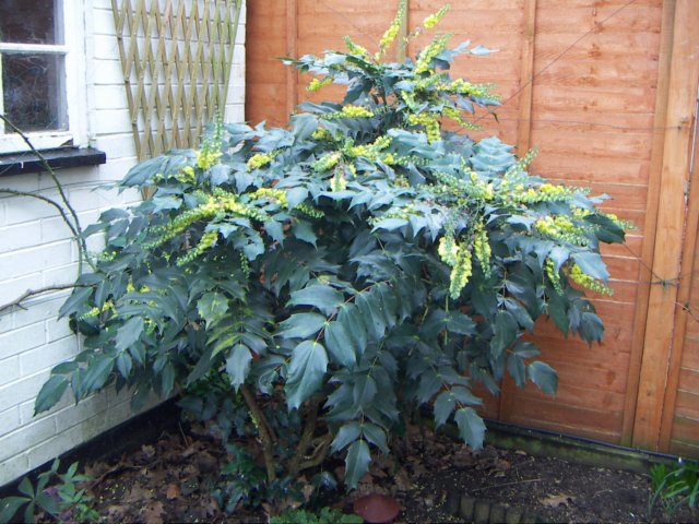 mahonia.jpg