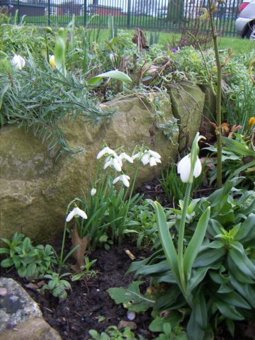 snowdrops.jpg