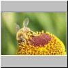 Bee03.jpg