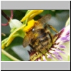 Bee04.jpg