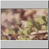 Bee Fly in Wood Anenome. Elmers Marsh, Sussex. March