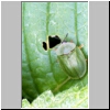 Tortoise Beetle