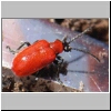 Lily Beetle