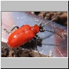 Lily Beetle
