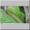 caterpillar05.jpg