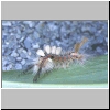 Vapourer Moth caterpillar