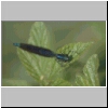 Agrion Virgo