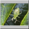 Greenfly