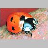 ladybird01.jpg