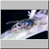Wasp05.jpg