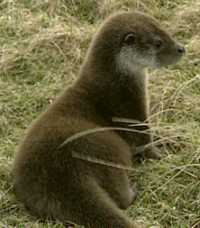 Walls otter