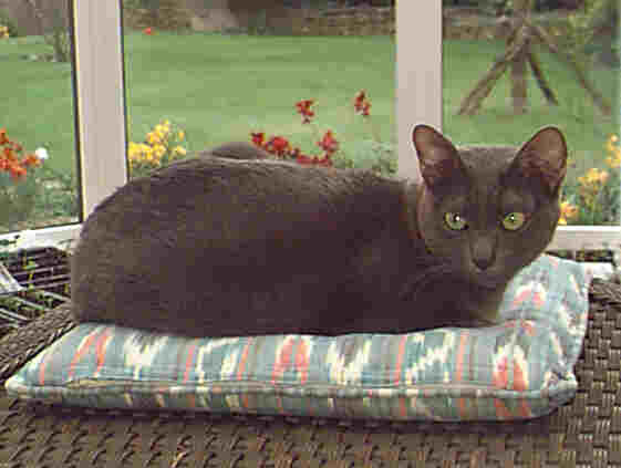 Marty posing on cushion