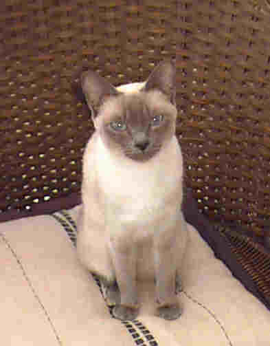 Misha relaxing in sun