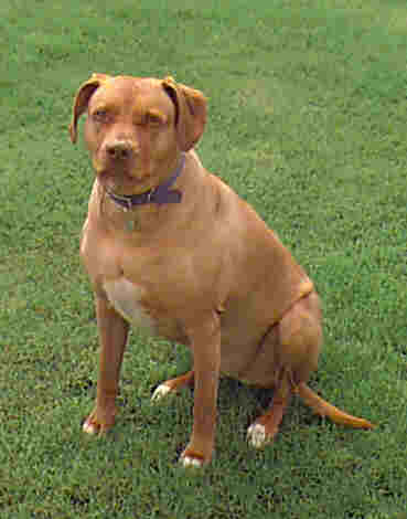 Bella relaxing in garden