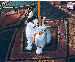 {short description of image}