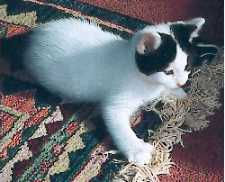 {short description of image}