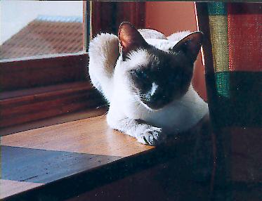 {short description of image}