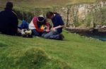 Ringing puffins